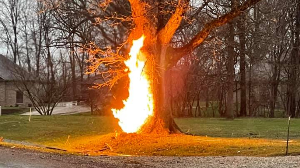 Tree Catches Fire After Being Struck By Lightning Wics 