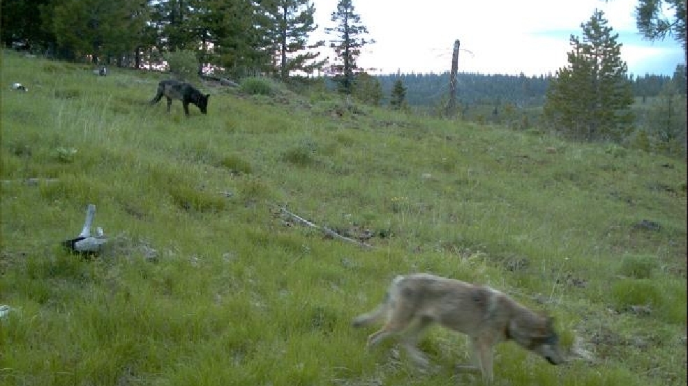 Oregon wolf pack approaches limit for kill order KATU