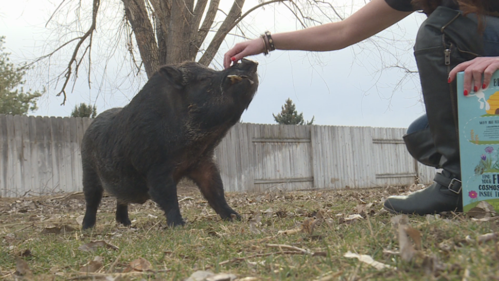 No hogwash What you should know before buying a mini pig KBOI