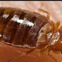 Dayton makes the list of 'Top 50 Bed Bug Cities'