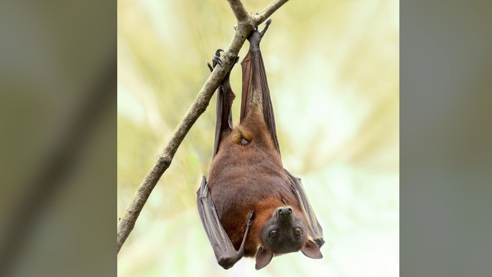 Arkansas bat population declining from deadly disease KATV