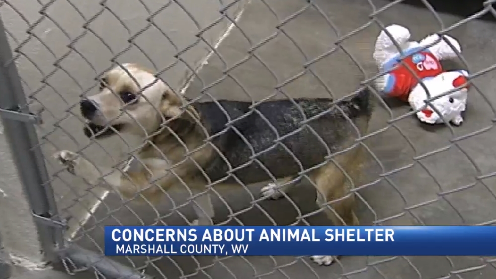 Concerns arise about Marshall County Animal Shelter WTOV