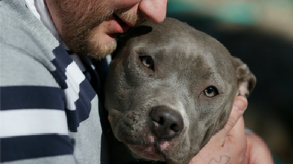 attitudes-and-laws-against-pit-bulls-soften-wjla