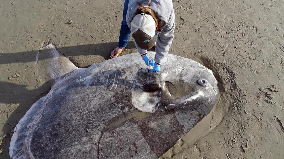 Rare sea creature washes ashore in Southern California