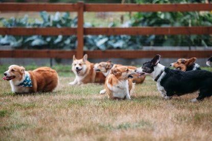 pacific northwest corgis