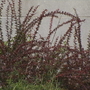Popular plant linked to Lyme disease is now banned in Maine